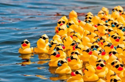 Ducks_swimming_in_water_t
